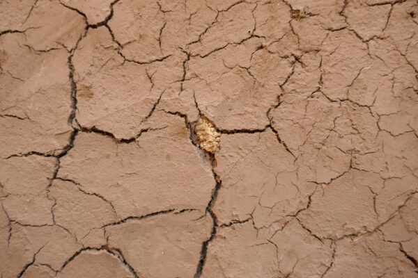 A corn cob in the puddled adobe wall.